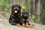 ROTTWEILER 227